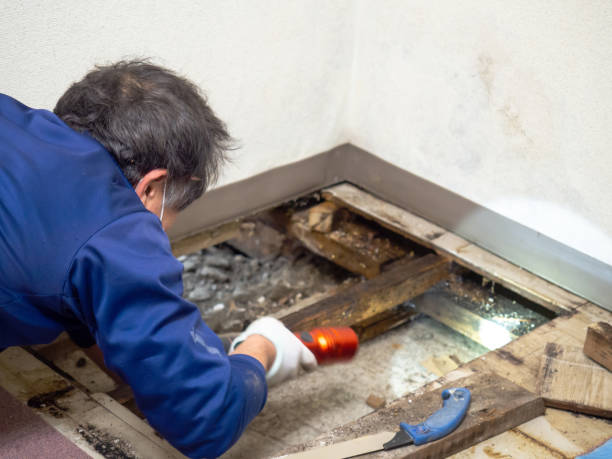 Best Affordable Mold Removal  in Moores Mill, AL
