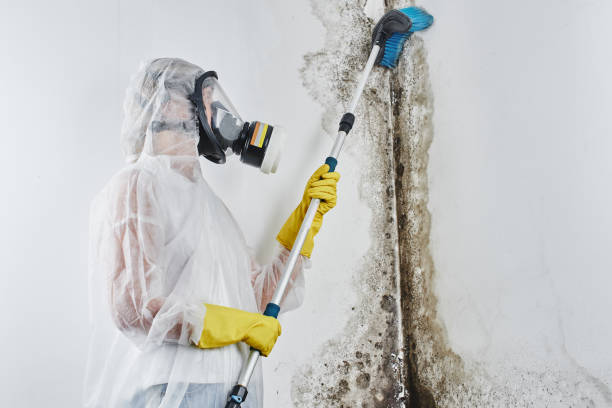 Best Mold Remediation Services  in Moores Mill, AL