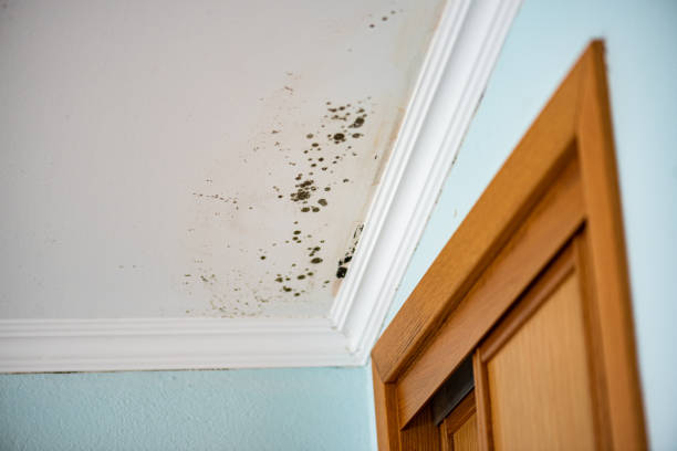 Best Mold Cleaning Services  in Moores Mill, AL
