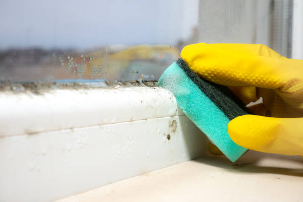 Mold Removal Process in Moores Mill, AL