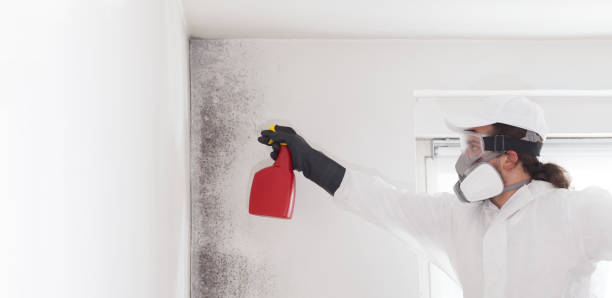 Best Local Mold Removal Service  in Moores Mill, AL