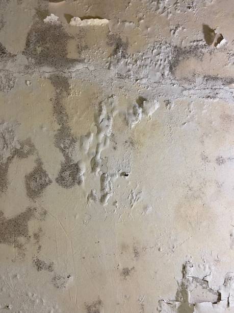 Best Water Damage Restoration  in Moores Mill, AL