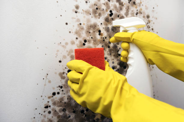Best Residential Mold Removal  in Moores Mill, AL