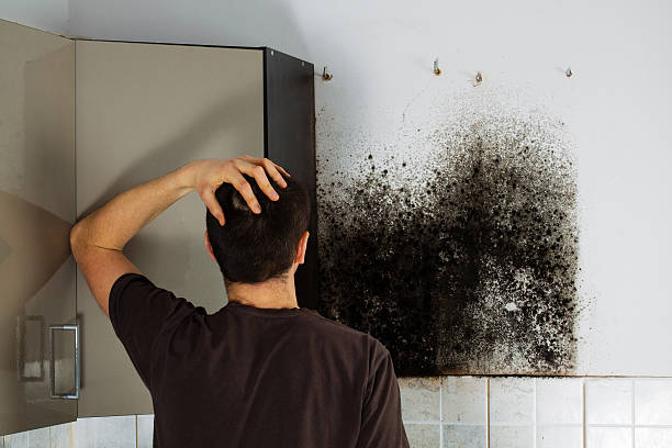 Best Professional Mold Removal  in Moores Mill, AL
