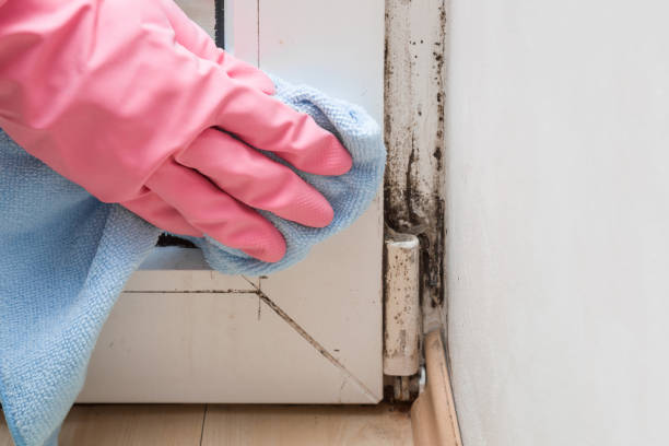 Best Fast Mold Removal  in Moores Mill, AL